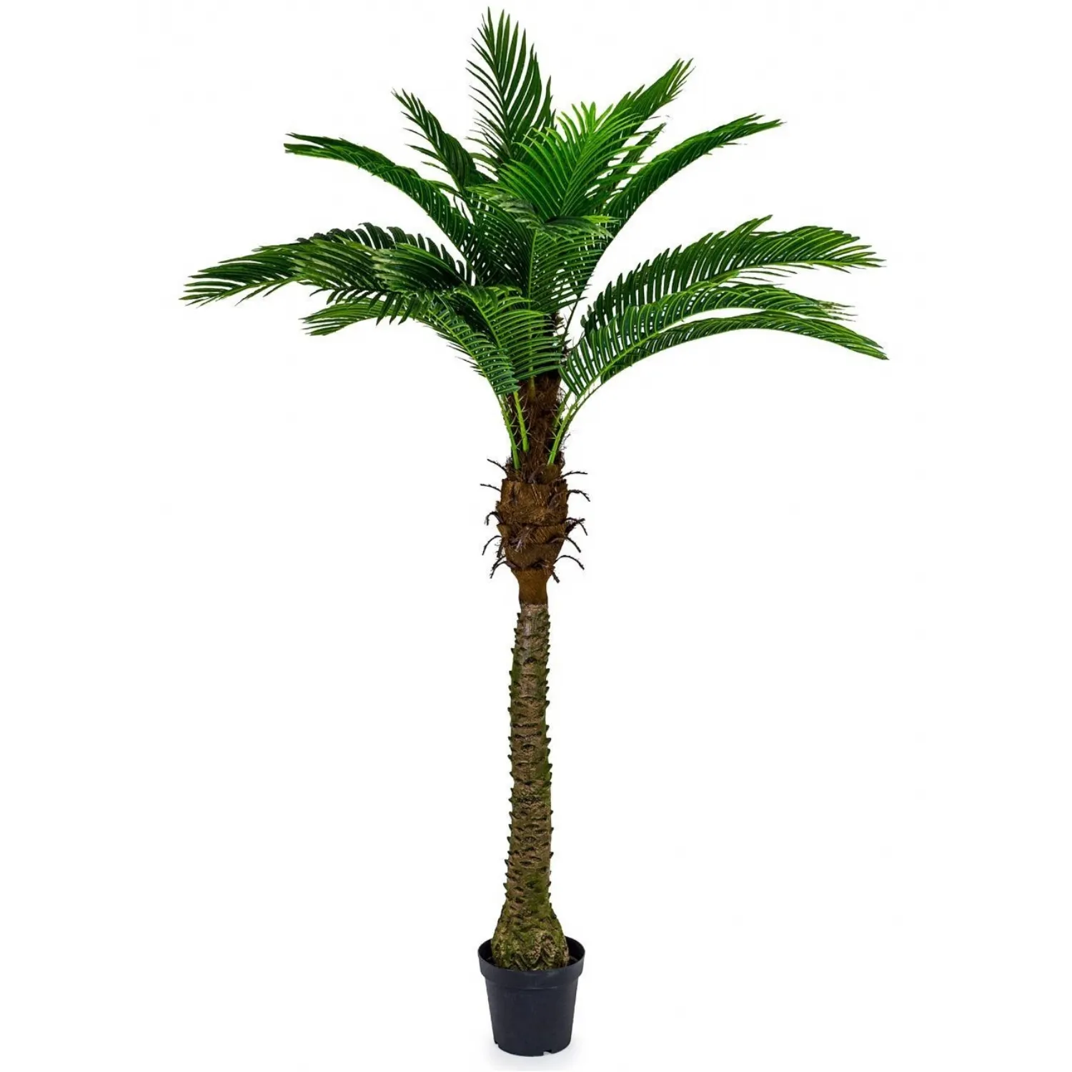 Ornamental Large Palm Tree In Black Pot