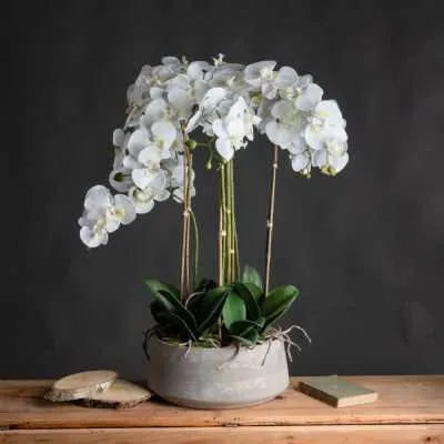 Large Silk White Orchid With Succulents In a Modern Round Stone Pot