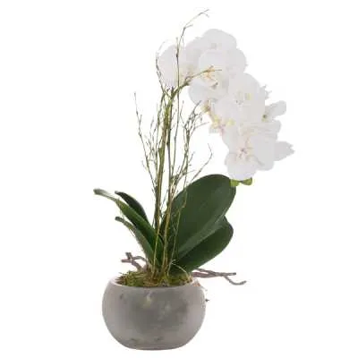 Small White Stone Potted Orchid With Roots