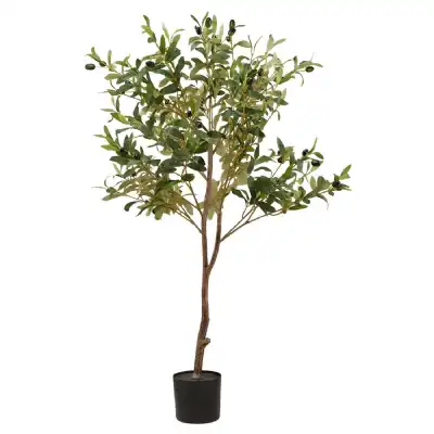 Calabria Small Olive Tree