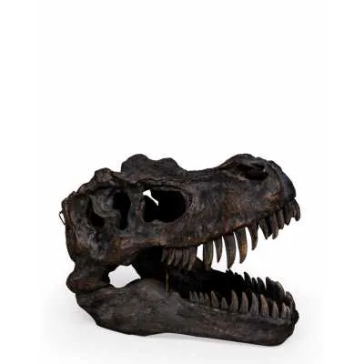 T Rex Dinosaur Skull Head Wall Hanging